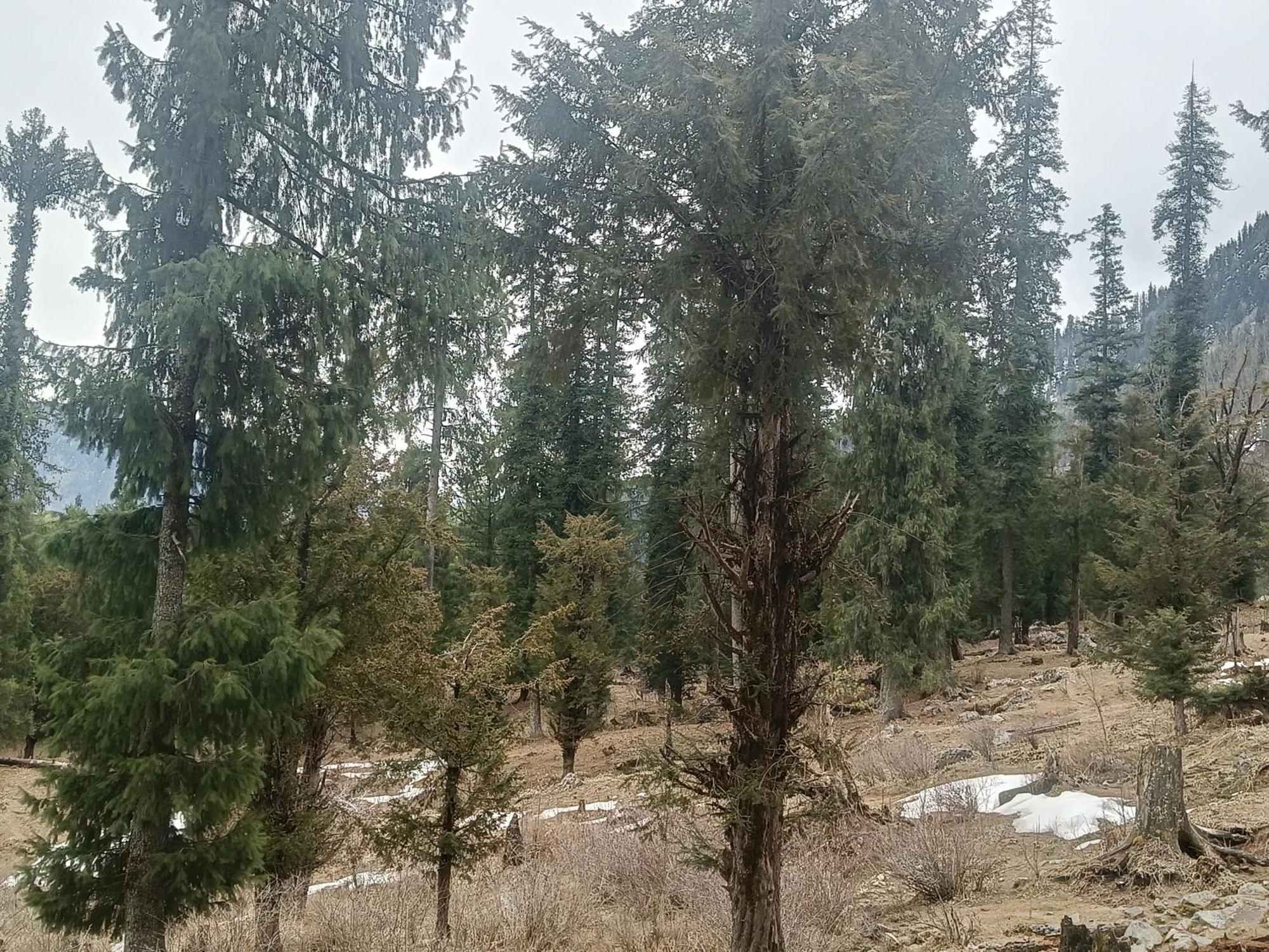 Trimounts-A Boutique Hotel & Wellnes Center In Tirthan Valley Banjar Exterior photo